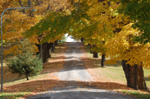 leafy street near Milton Ontario